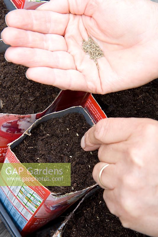 Sowing carrot seeds into old milk cartons