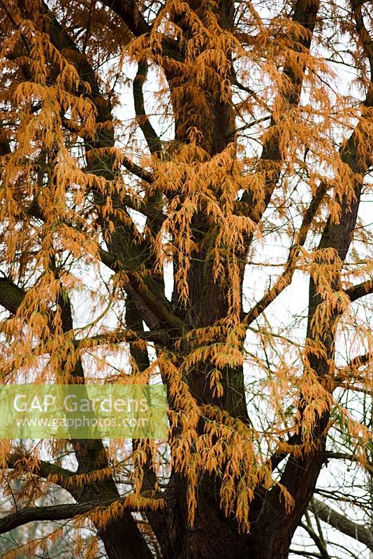 Taxodium distichum - Swamp cypress in winter       