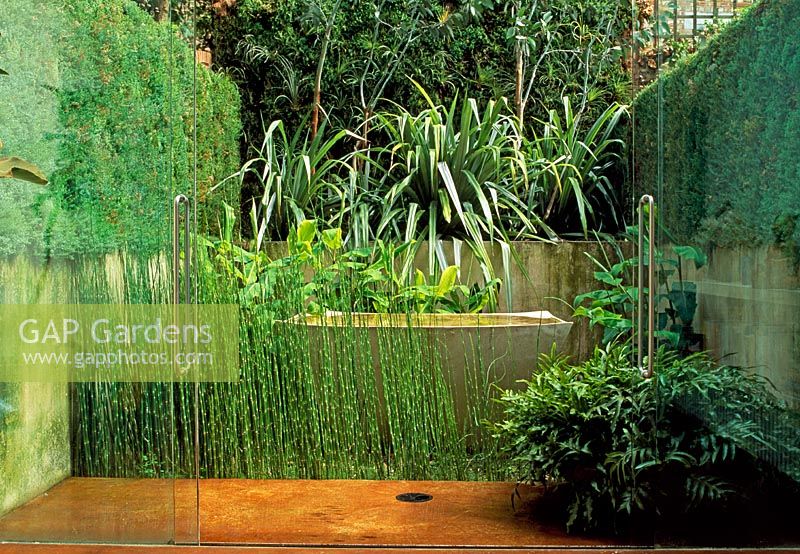 A very small garden seen through glass doors. The central piece is a concrete font that collects a shallow dish of water. In front Equisetum and ferns. Behind the ginger plant grows. Above on a ledge Astelia chathamica grows below Eucalyptus trees. Sedum matting creates a green wall. Floor is coloured concrete. Microsorum pustulatum is the potted fern.