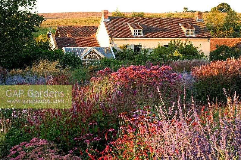 House and perennial border in evening light. Planting includes Eupatorium, Perovskia 'Blue Spire', Echinacea 'Rubinstern' and Sedum 'Autumn Joy' - Lady Farm, Somerset