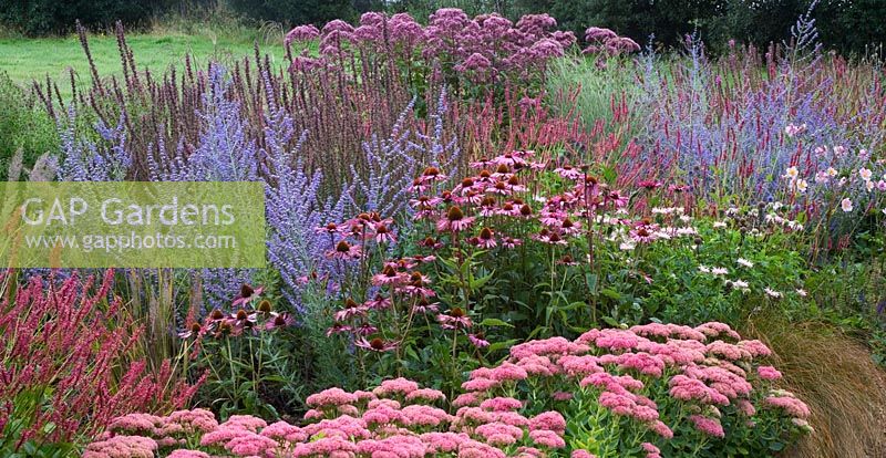 Perennial border with Sedum 'Autumn Joy', Echinacea 'Rubinstern', Perovskia, Monarda 'Fishes', Eupatorium and Persicaria - Lady Farm, Somerset