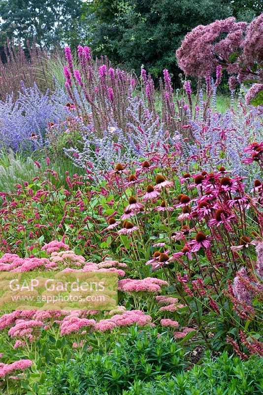 New perennial border with Perovskia 'Blue Spire', Echinacea 'Rubinstern', Sedum 'Autumn Joy', Lythrum 'Fire Candle' and Eupatorium purpureum - Lady Farm, Somerset