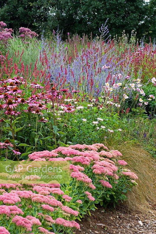 New perennial border with Perovskia 'Blue Spire', Echinacea 'Rubinstern', Monarda 'Fishes' and Eupatorium purpureum - Lady Farm, Somerset