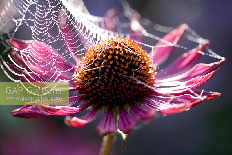 Cobweb on Ehinacea purpurea in autumn - Lady Farm, Somerset