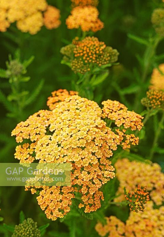 Achillea 'Great Expectations' 