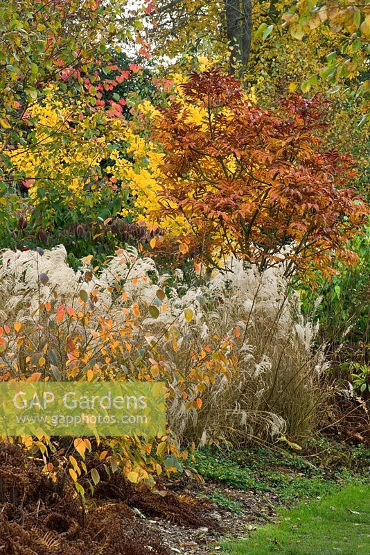 The birkett long millenium walk in autumn - Miscanthus sinensis 'Kleine Fontane', Sorbus sargentiana and Gingko biloba  - Marks Hall, Essex
