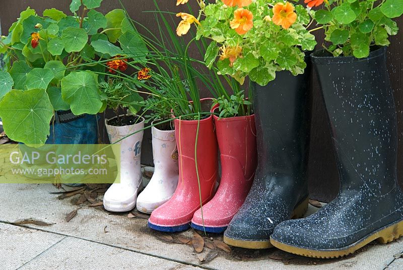 Line of wellingtons used as planters for nasturtiums and marigolds 
