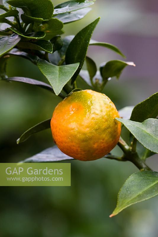 Citrus aurantium - Seville Orange