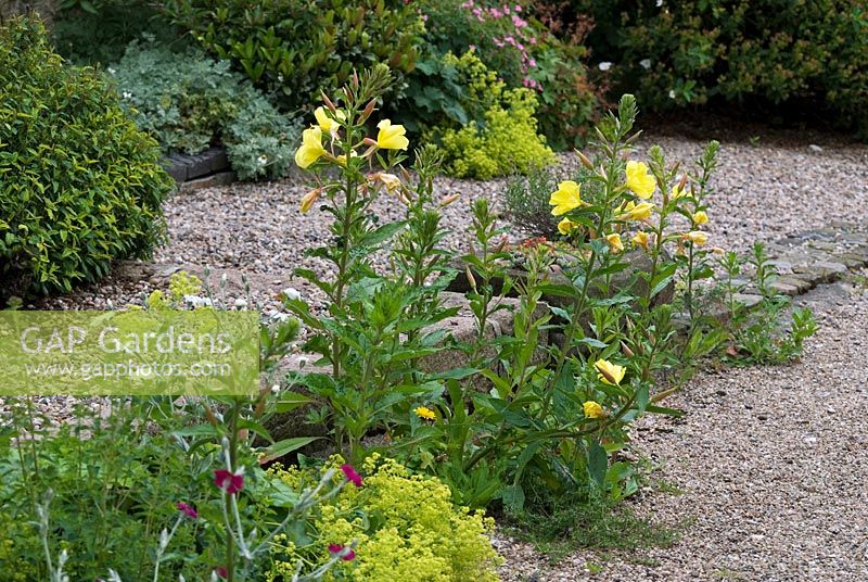 Gravel garden with self seeded Oenothera biennis and Alchemilla mollis and border with Cistus, Geranium and Anthemis