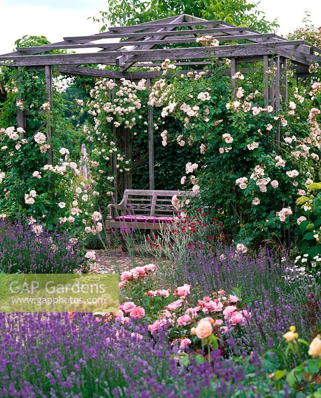 Pergola with Rosa 'New Dawn', Rosa 'Botticelli' in flowerbed with Lavandula and Lychnis coronaria