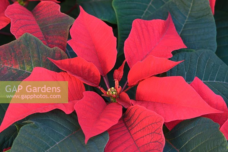 Euphorbia pulcherrima 'Infinity Red'