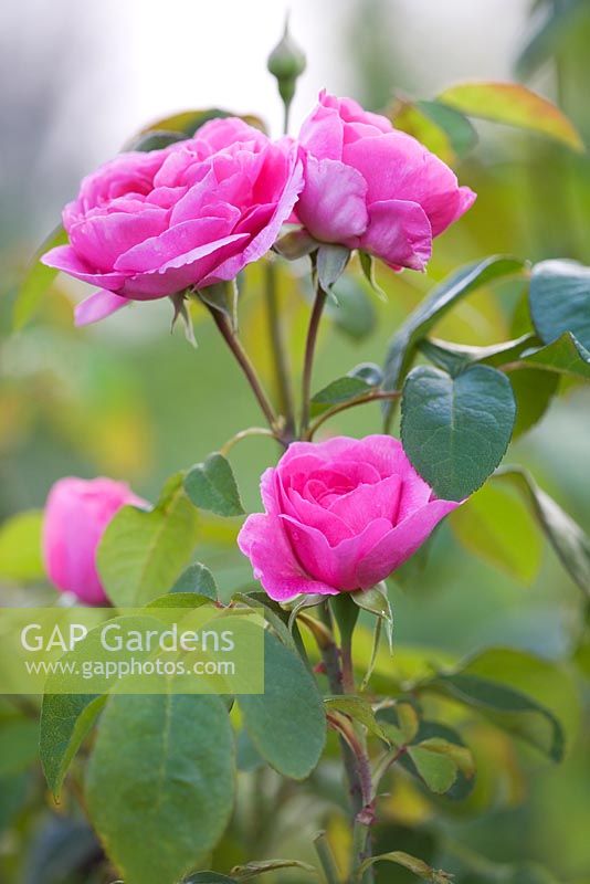 Rosa 'Constance Spry' - English tea rose and Floribunda rose