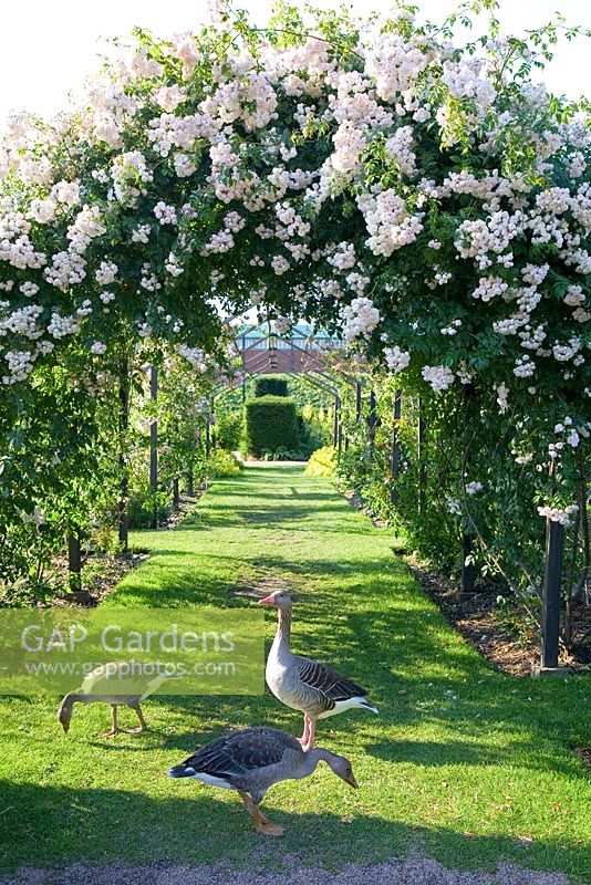Geese in garden eating grass under rose arch with Rosa 'Rambling Rector' - Slottsträdgården, Sweden