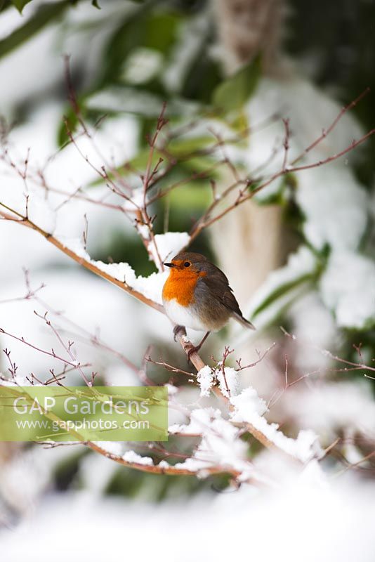 Robin on snow covered Acer Palmatum cultivar