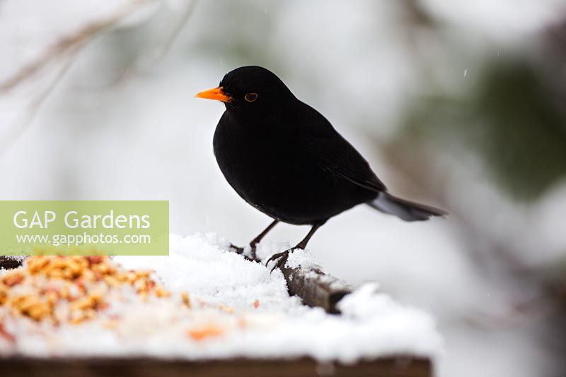 Blackbird on snow covered bird table