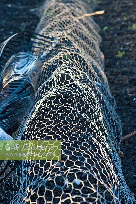 Chicken wire formed into a tunnel to protect crops against birds, squirrels, rabbits and rats 