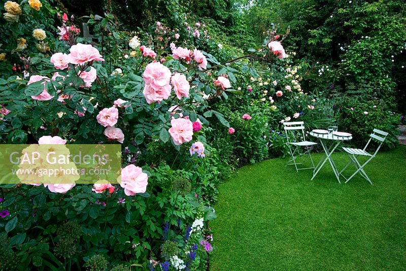 The secret garden with cafe style table and chairs on lawn surrounded by roses - Cross Villas, Shropshire