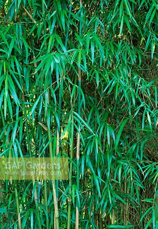 Yushania maculata 