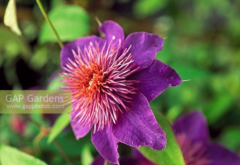 Clematis viticella 'Multi Blue' - Robin Savill, National Collection Holder