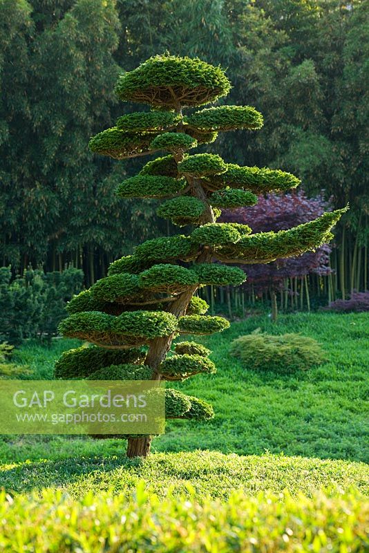 A cloud pruned conifer in The Japanese Garden in The Dragon Valley, Bambouseraie de Prafrance, France