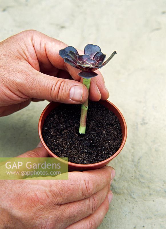 Propagating Aeonium - Planting cutting in pot of compost