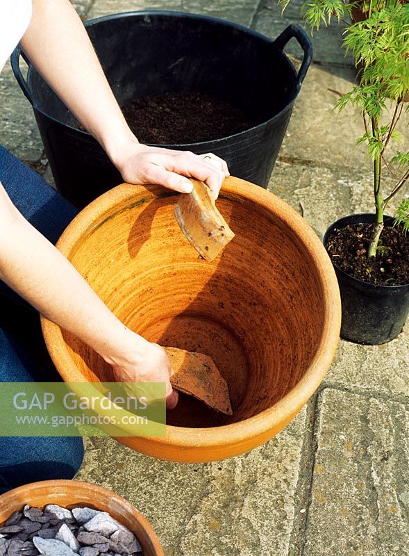 Step 3 of planting an Acer in a terracotta pot - Place crocks in the pot for drainage