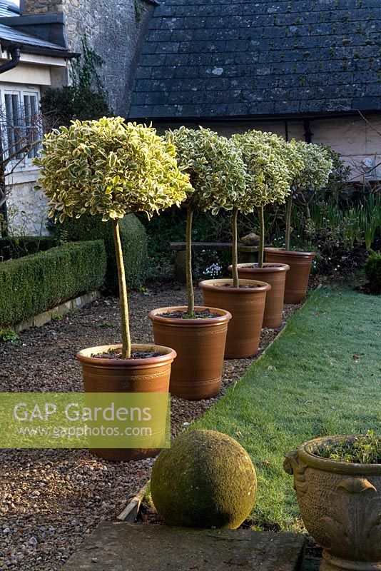 Euonymus lollipops in clay pots - Somerset Lodge