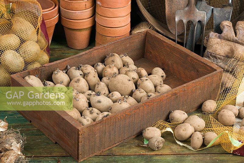 Box of chitting potatoes 'Home Guard' - Seed potatos placed in a bright environment encourage good strong shoots before planting out in spring