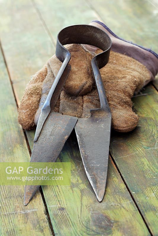 Garden hand shears and glove on wooden table