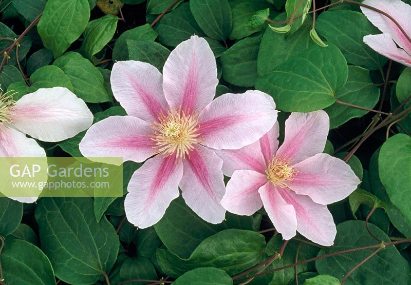 Clematis viticella 'Bees Jubilee'