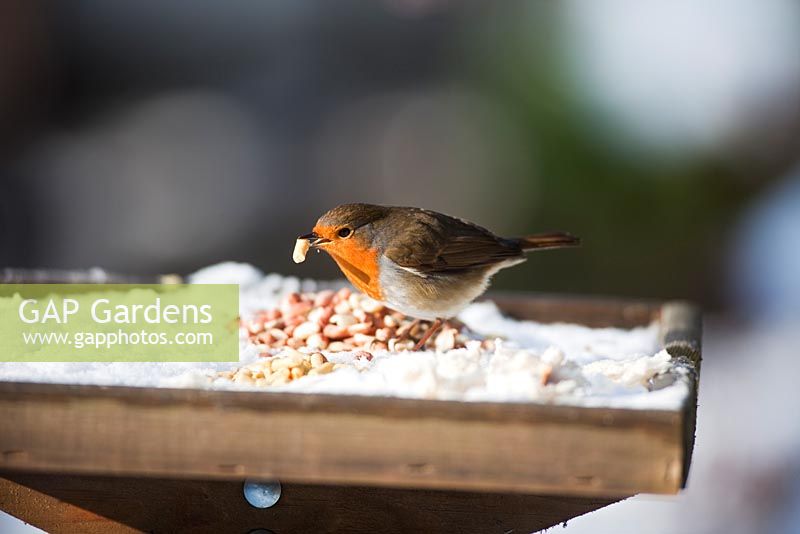 Robin on snow covered bird table