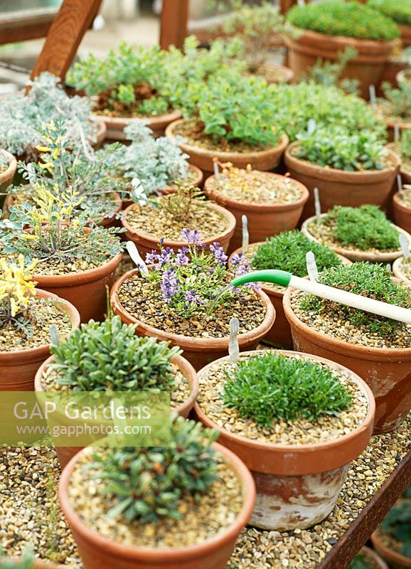 Alpines being watered in alpine house 