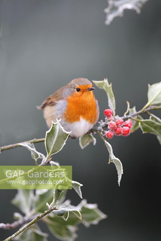 Erithacus rubecula - Robing perching amongst frosted holly berries