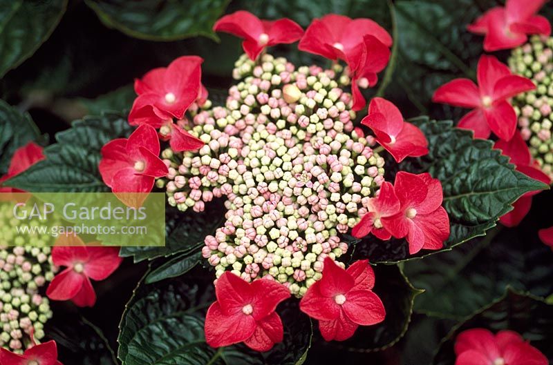Hydrangea macrophylla 'Lady in Red'