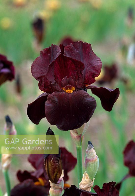 Iris 'Caliente' - Tall Bearded Iris