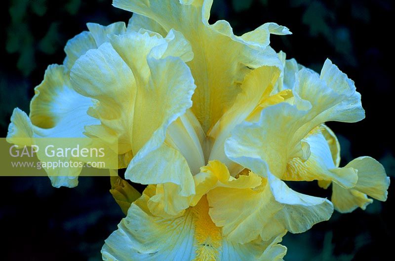 Iris 'Lemon Brocarde'