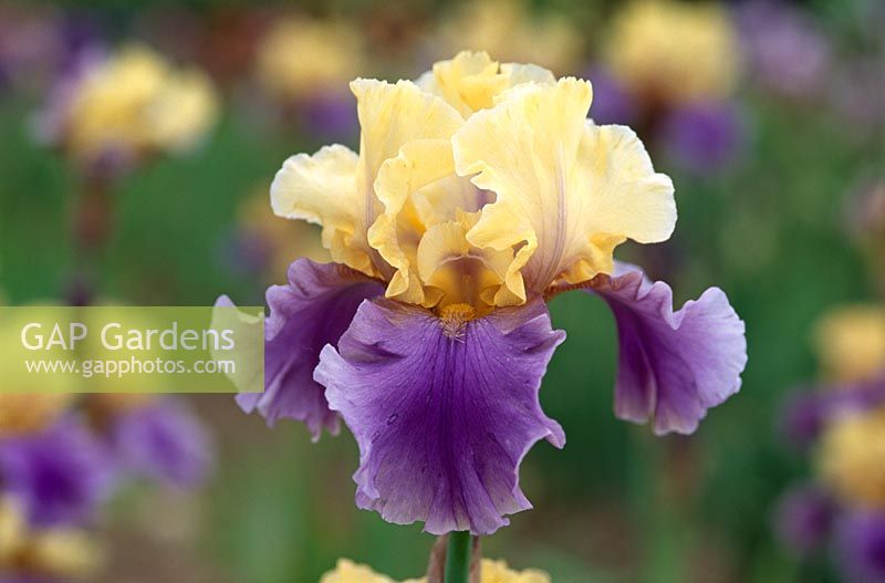 Iris 'Edith Wolford' - Tall Bearded iris