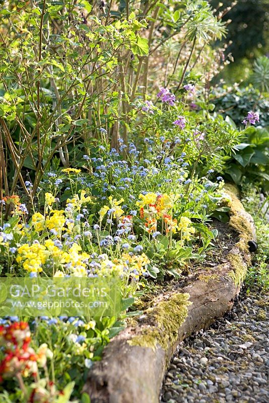 Spring borders with Myosotis,
Primula veris and natural bark edging - Orchard House, Yorkshire