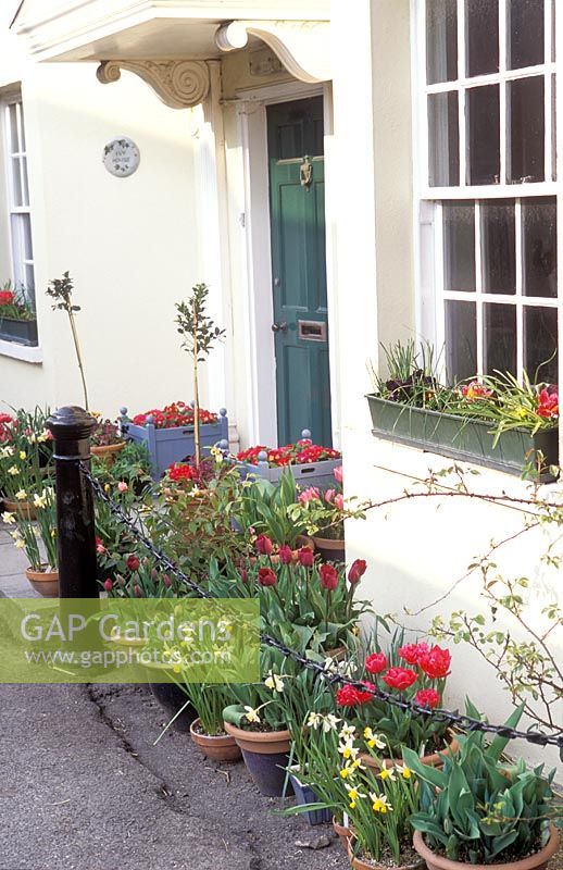 Front door surrounded by spring flowering bulbs in pots - Ivy House Garden, Dorset