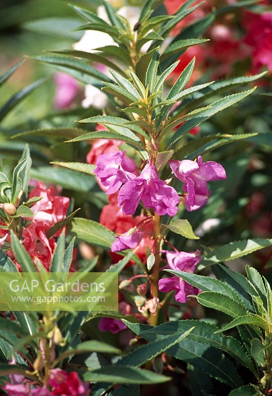 Impatiens balsamina 'Camellia Flowered Mixed'
