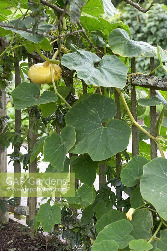 Climbing gourd or squash trained on fence in vegetable garden at RHS Garden Rosemoor