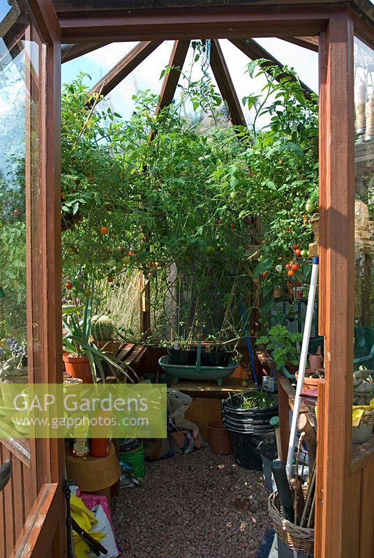 Inside an octagonal wooden greenhouse with tomatoes in hanging baskets - 'Casa Lago' NGS garden, Whalley, Lancashire 