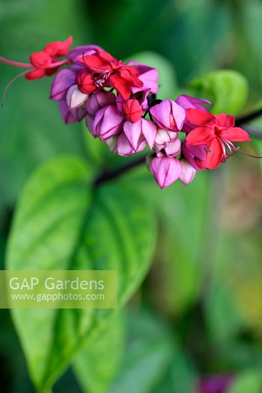 Clerodendrum splendens at the Botanical Gardens, La Gomera, Canary Islands in January - A vigorous, evergreen climber and bares leaves of significant size, up to 30cm in length