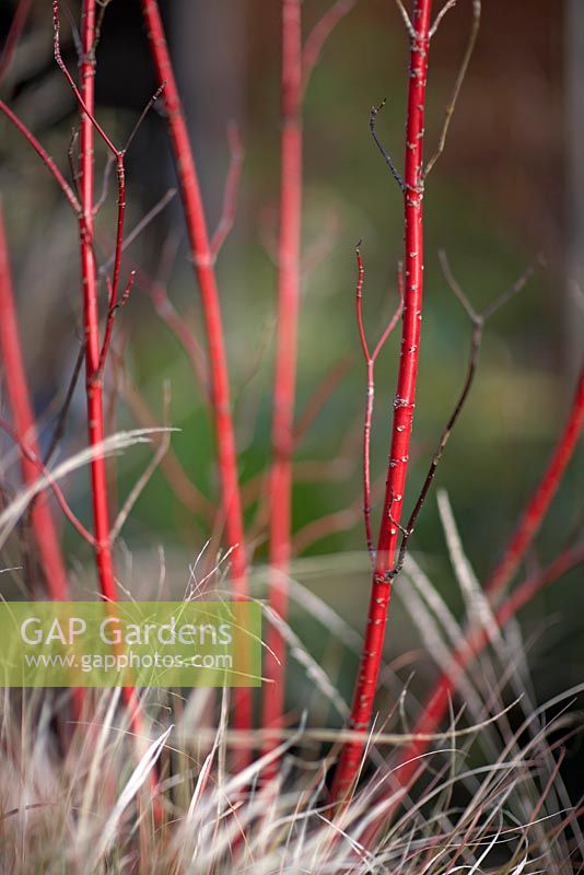 Cornus alba 'Sibirica' stems with ornamental grasses in winter