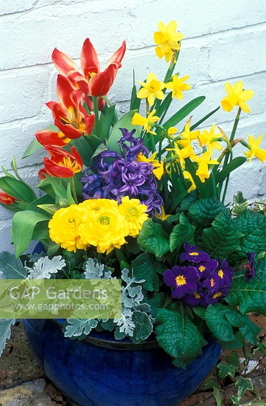 Mixed spring container - Narcicuss 'Tete a Tete', Tulipa 'Pinocchio', Ranunculas, Primulas, Cineraria 'Silver Dust and Hyacinthus