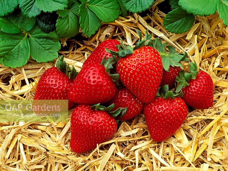 Fragaria x ananassa 'Driscoll San Juan' - Harvested strawberries