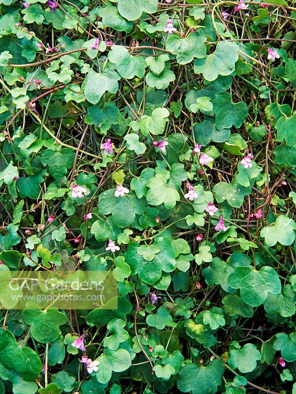 Cymbalaria muralis - Ivy-leaved Toadflax