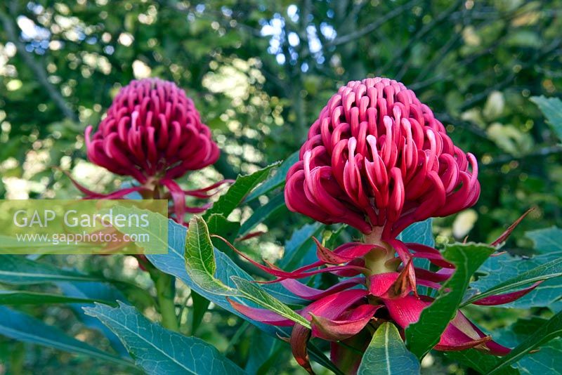 Telopea speciosissima - New South Wales Waratah, native shrub of Australia