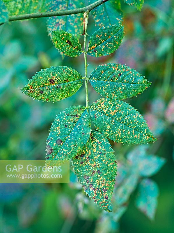 Pharagmidium sp - Rose rust on upper leaf surface