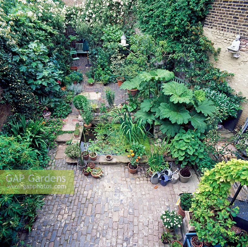 Private London garden with Gunnera beside pond, brick paving and tropical fig